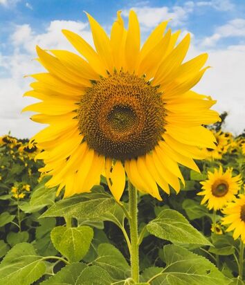 Photo of a sunflower by Jirasin Yossri, Unsplash.